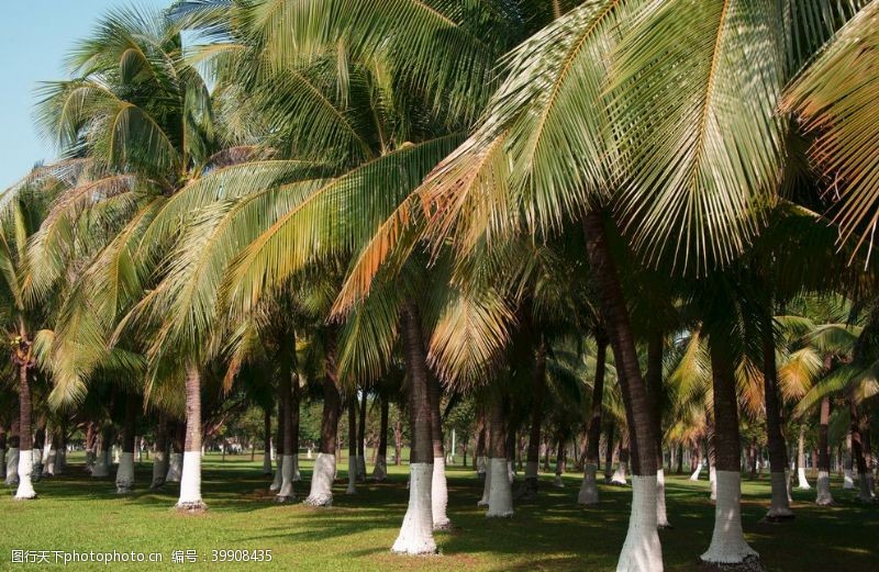 绿化城市椰林图片
