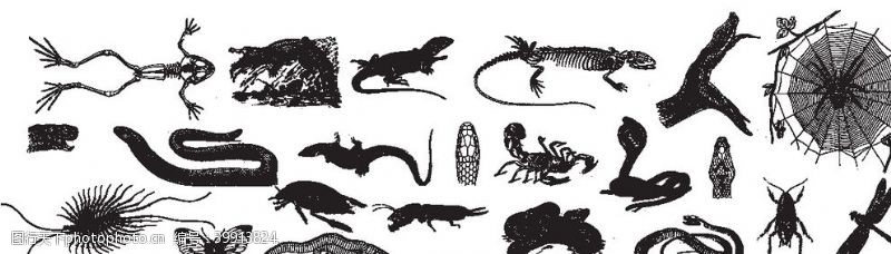 动物素描野生动物图片