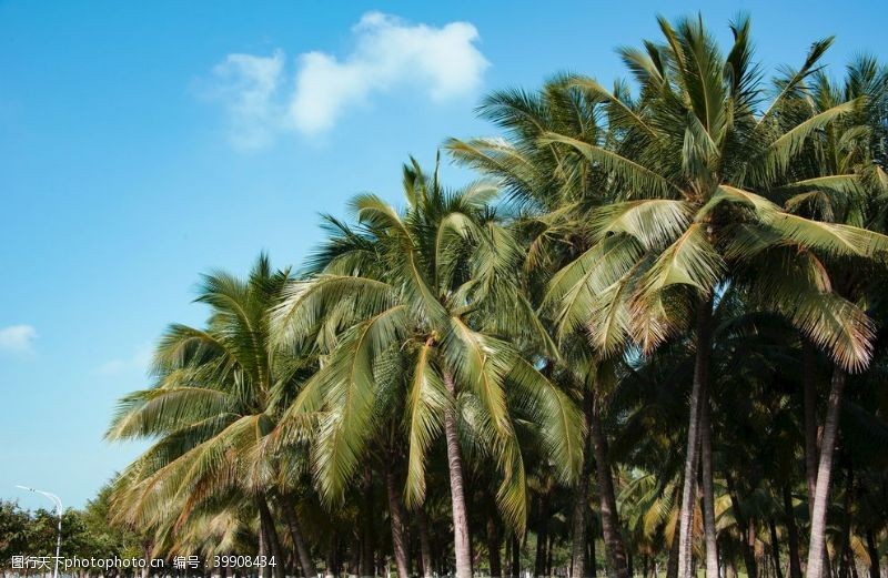 三亚旅游椰子树图片