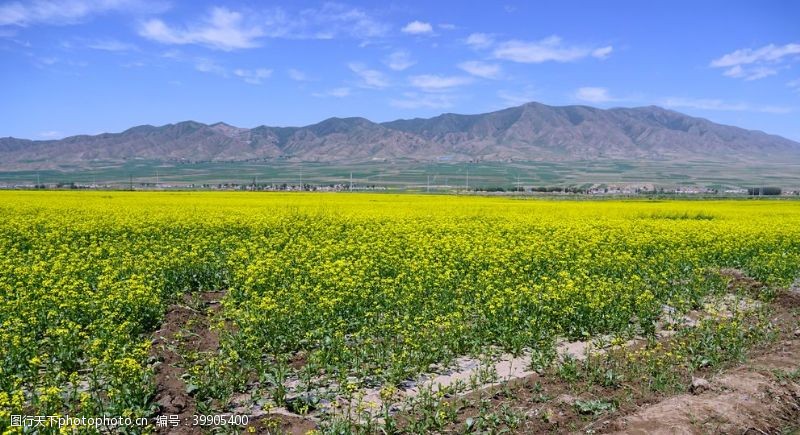 油菜花海报油菜花图片