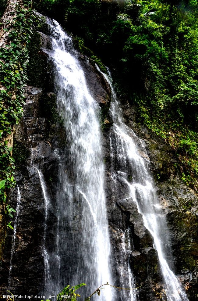 龙吐珠雨林瀑布图片