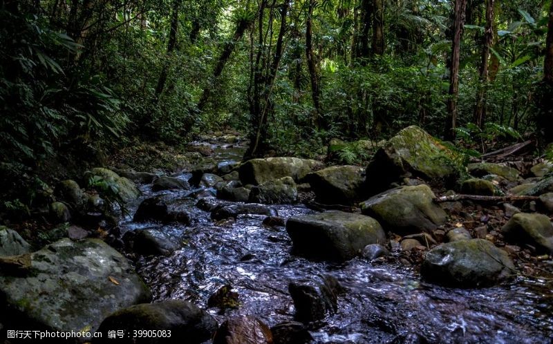 热带雨林雨林栈道图片