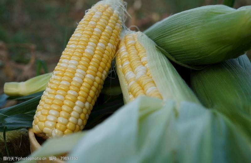 玉米棒子云南金银水果玉米新鲜生吃图片