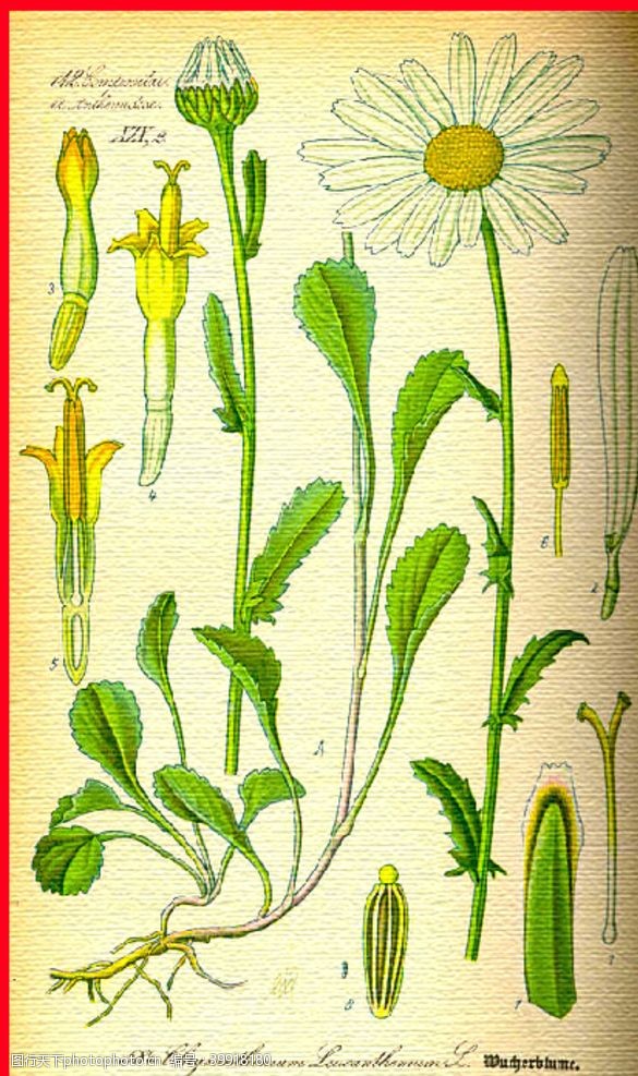 绿茶植物叶脉图片