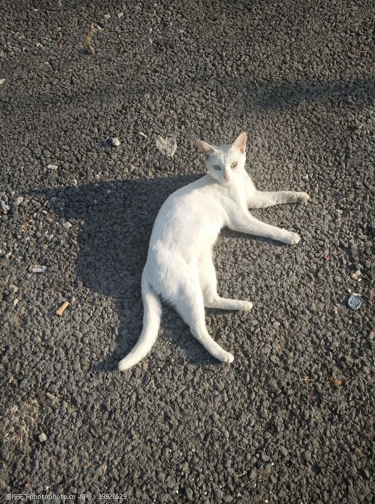 招财猫白猫图片