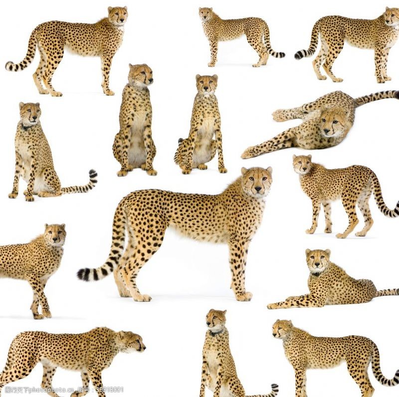 动物四方连续豹子图片