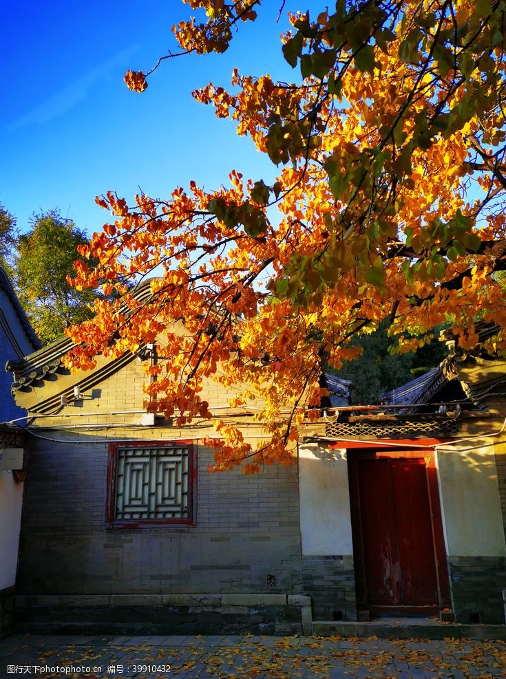 银杏叶北京圆明园秋色图片