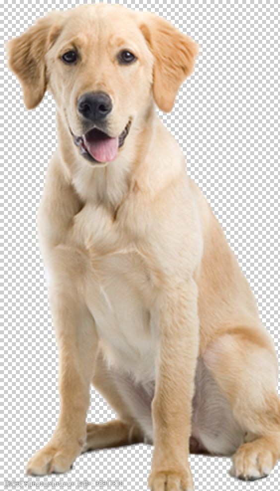 黑白狗狗图片