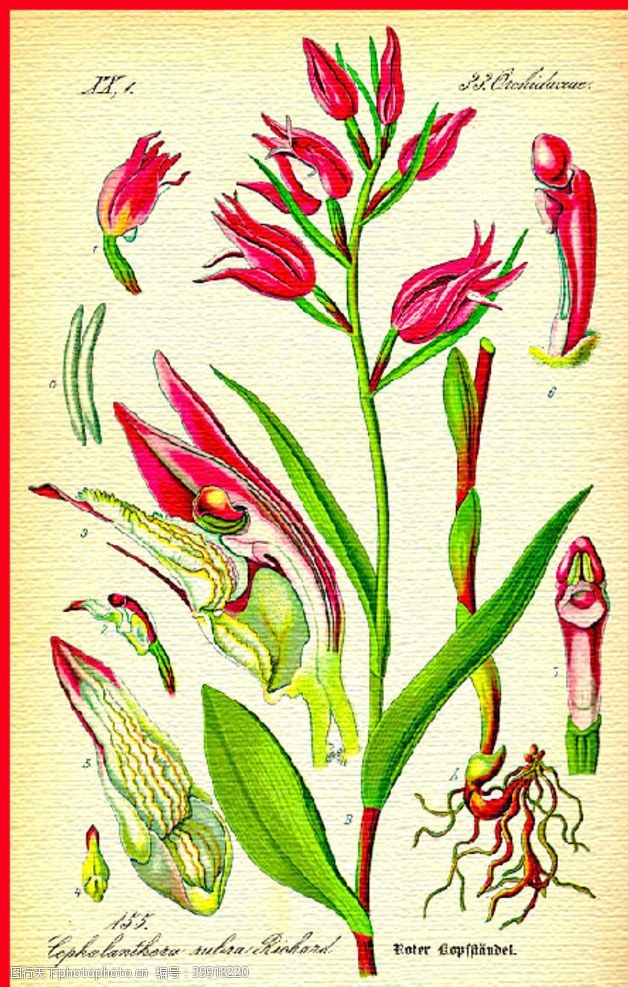 花束花朵手绘植物图片