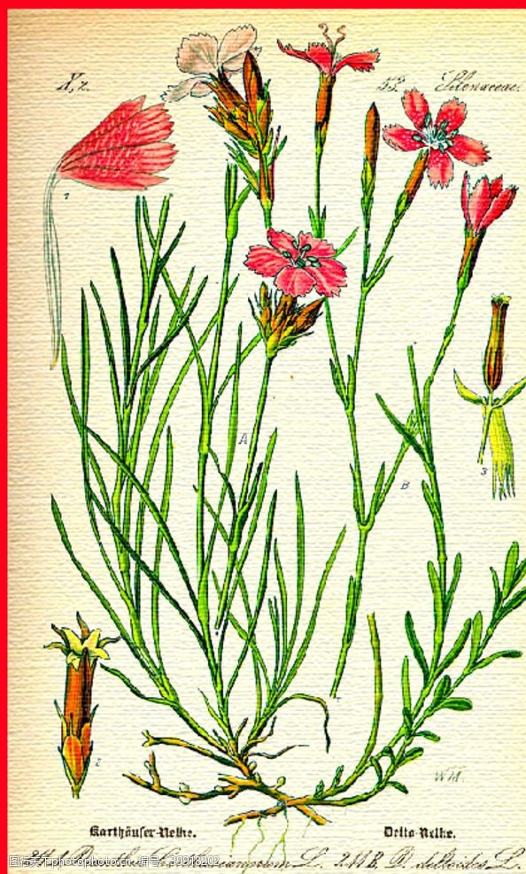 水彩花卉花朵植物水彩图片