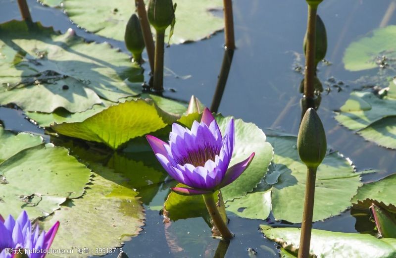 池子水花卉摄影素材莲叶和睡莲图片