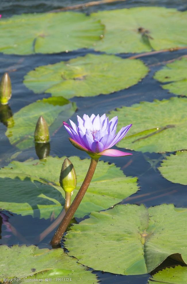 池子水花卉摄影素材睡莲和莲叶竖图图片