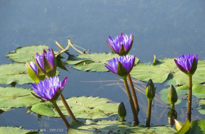 池子水花卉摄影素材水里的紫色睡莲图片