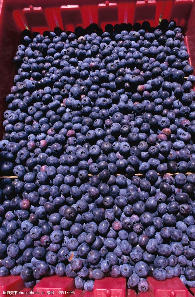 桔色背景蓝莓图片