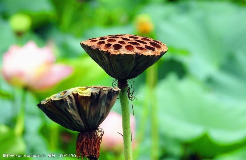 嫩绿色莲蓬特写图片