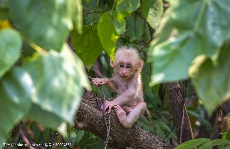 热带雨林猕猴图片