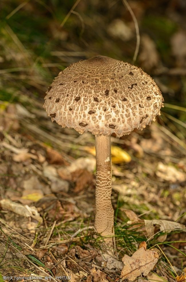 食用菌蘑菇图片