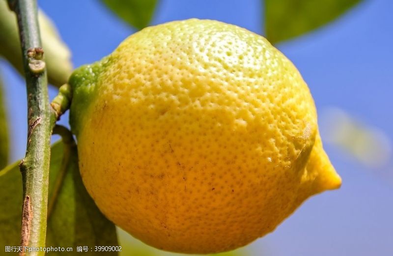 新茶上市广告柠檬图片