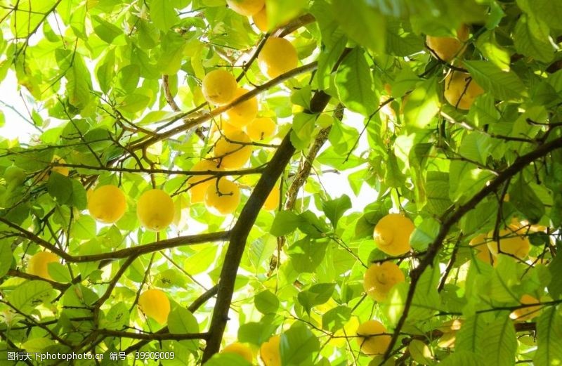 生态种植柠檬图片