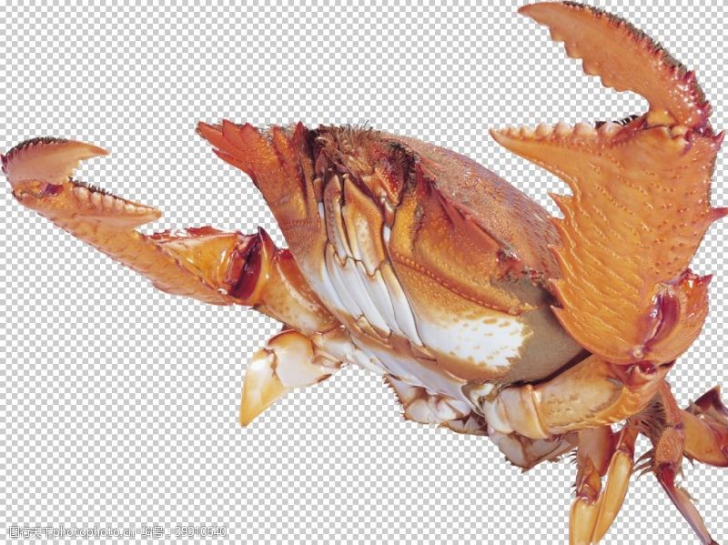 螃蟹图片