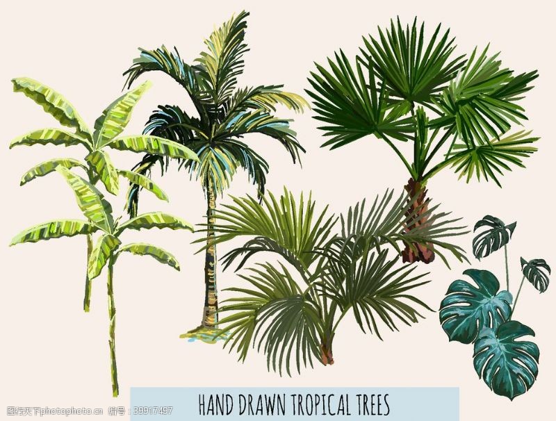 椰子包装热带植物图片