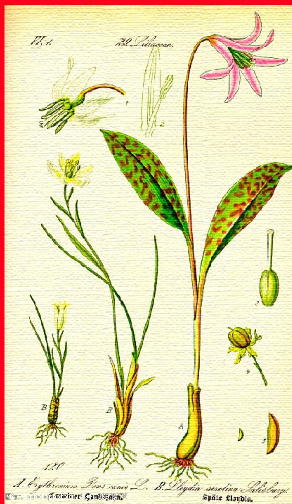 绿茶手绘植物图片