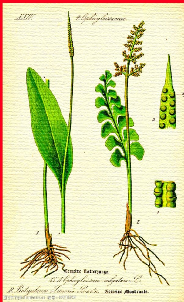 彩绘绿色树叶手绘植物图片