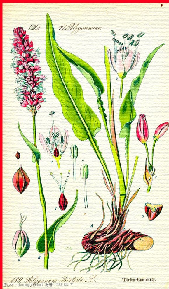 花束装饰手绘植物图片