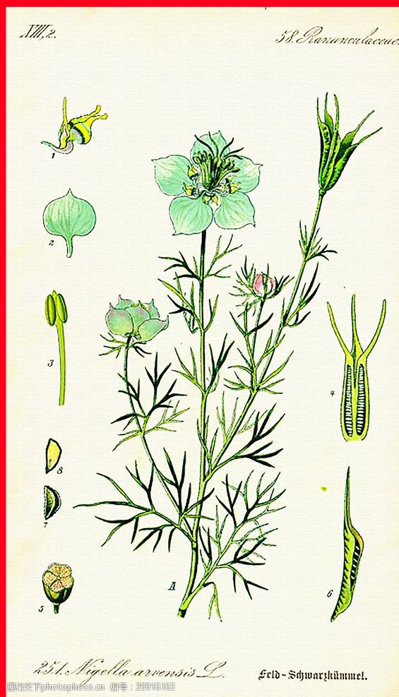 绿茶手绘植物叶子绿叶图片