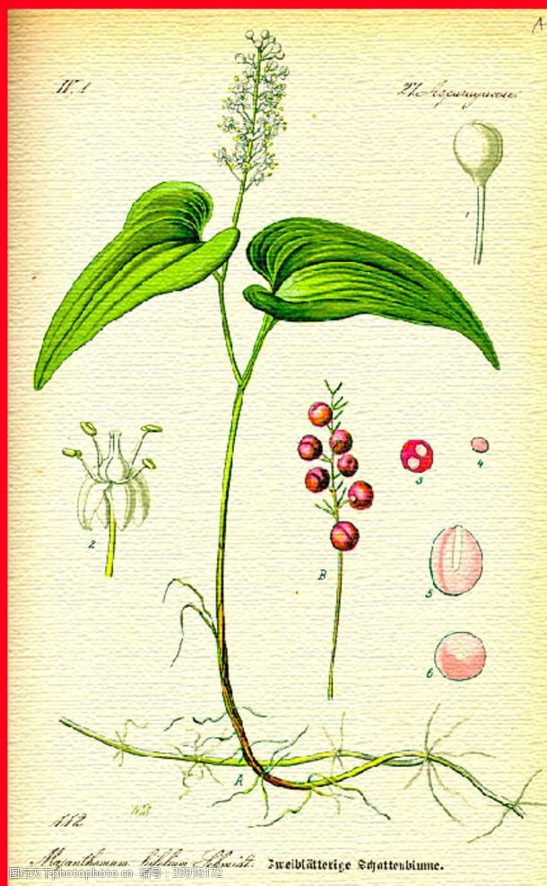 绿茶手绘植物叶子图片