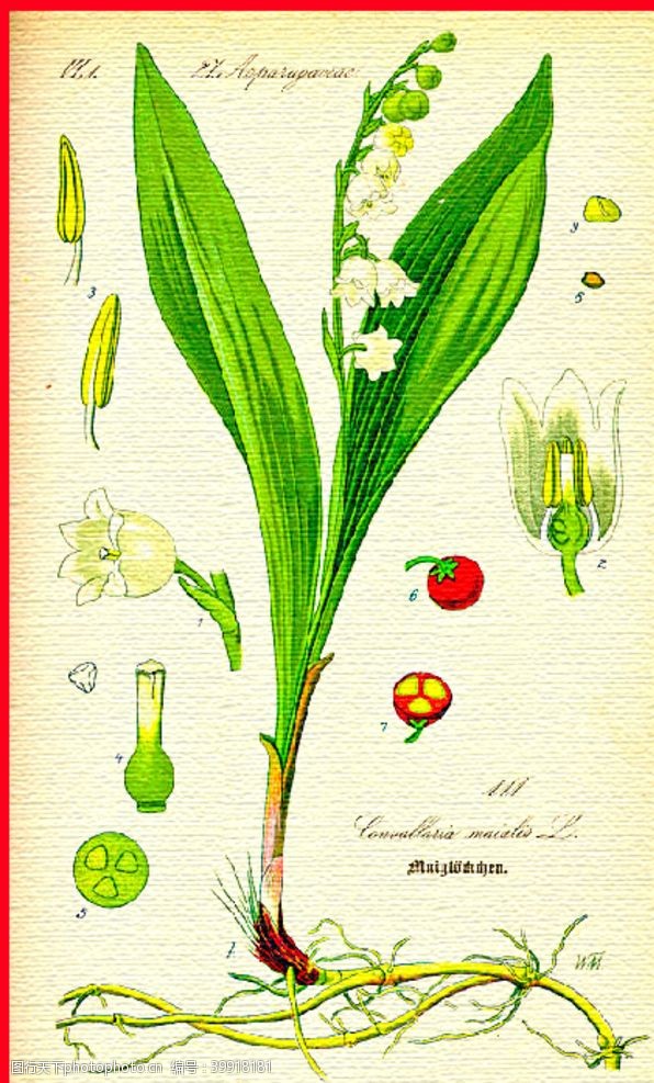 绿茶手绘植物叶子图片