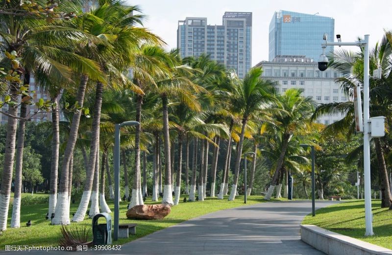 绿化城市椰子树图片