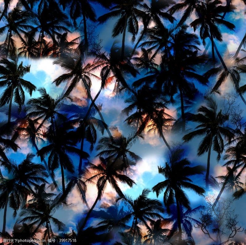 沙滩裤椰子树图片