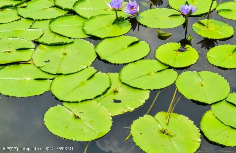 池子水植物摄影素材睡莲的莲叶图片