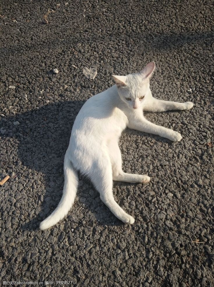 招生活动白猫图片
