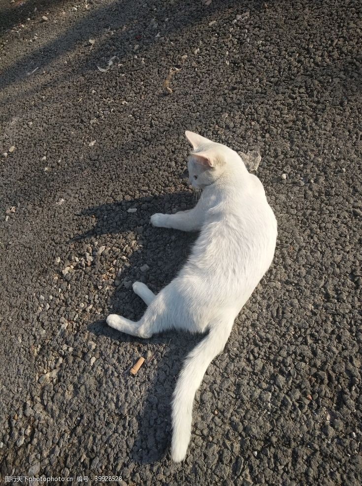 招财猫白猫图片