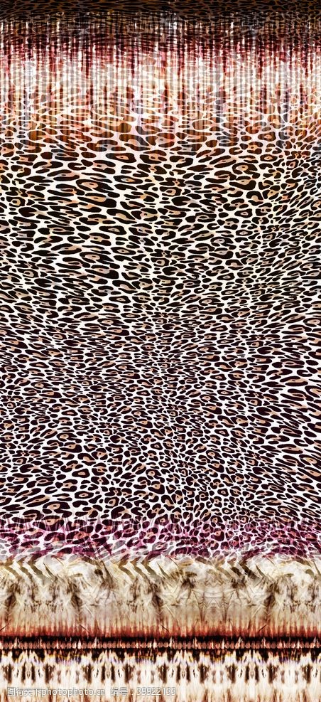 海豹豹纹图片