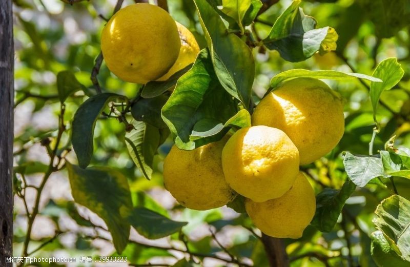 生态种植成熟的柠檬图片