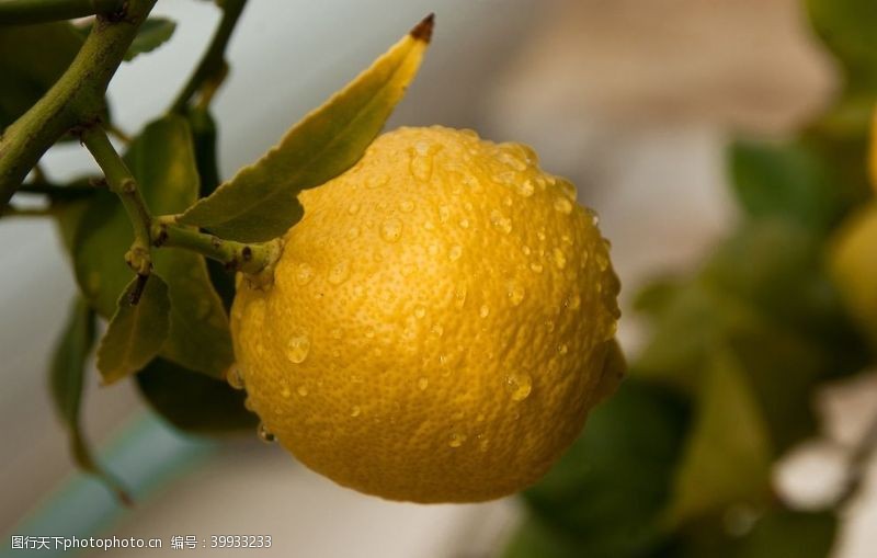 成熟的柠檬图片