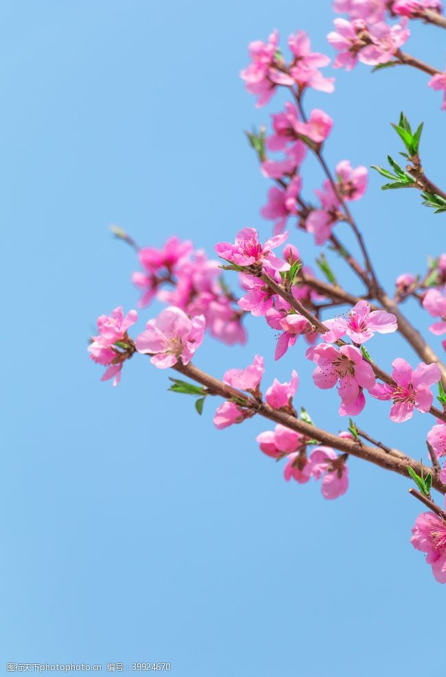 春日海棠花清新素材图片