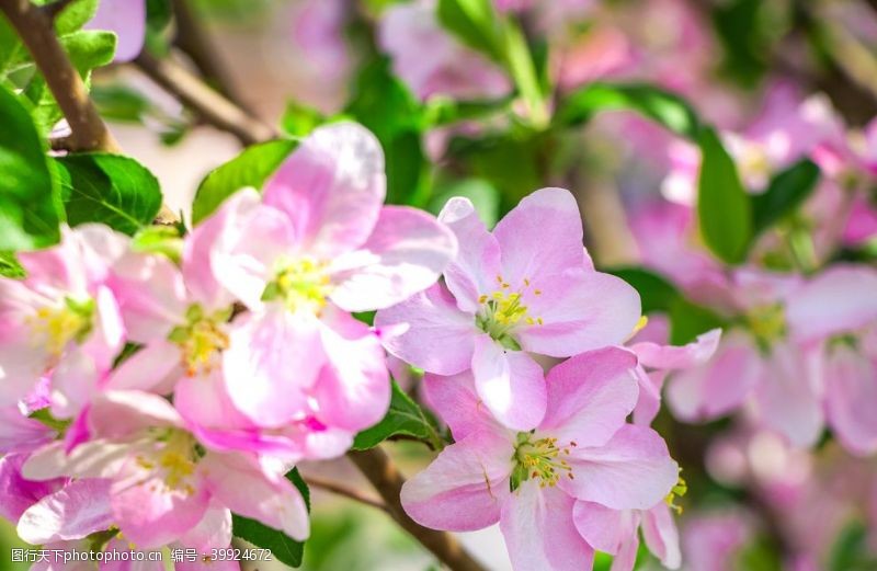 春天海棠花摄影特写图片