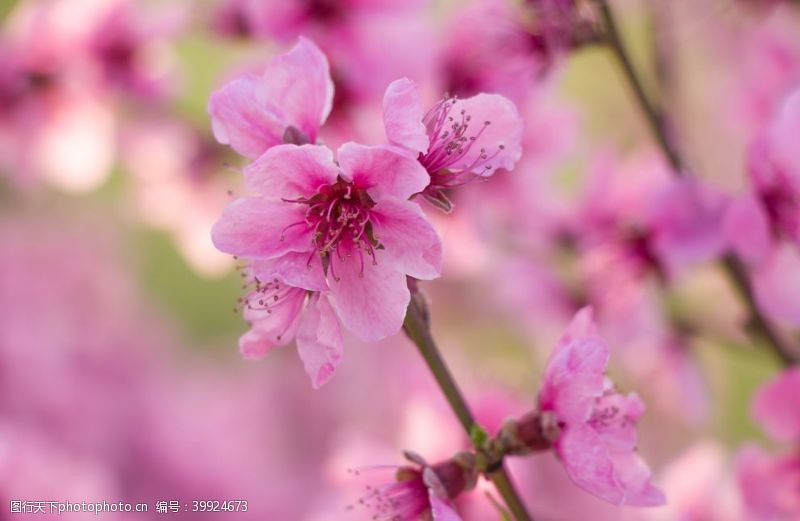 春天户外粉红海棠花盛开摄影图图片