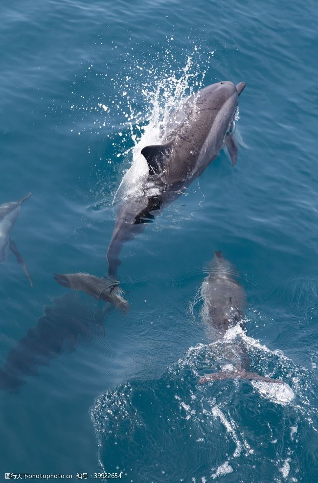 海豚动物图片