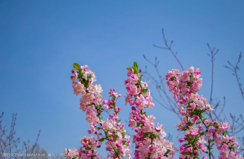 户外蓝天粉色海棠花图片