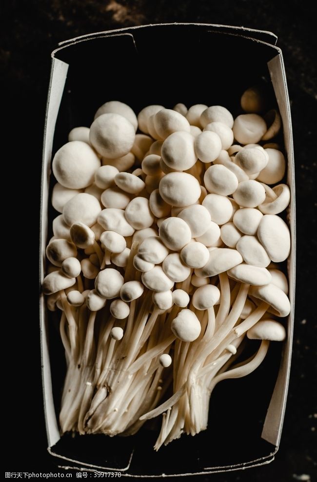 口蘑菇蘑菇图片