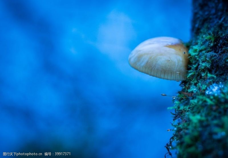 野菌菇蘑菇图片