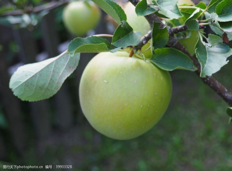 水果标签青苹果图片
