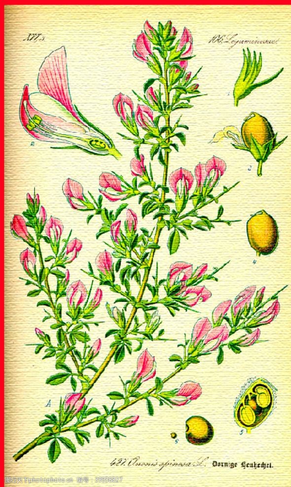 水果花纹手绘红花绿叶果实图片