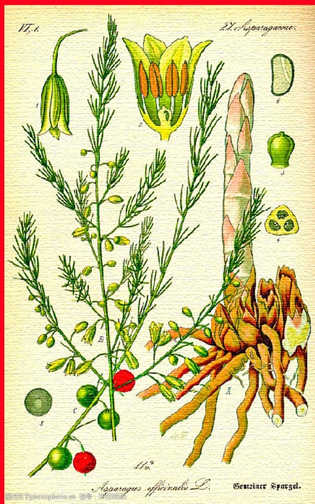 绿色茶手绘植物果实图片