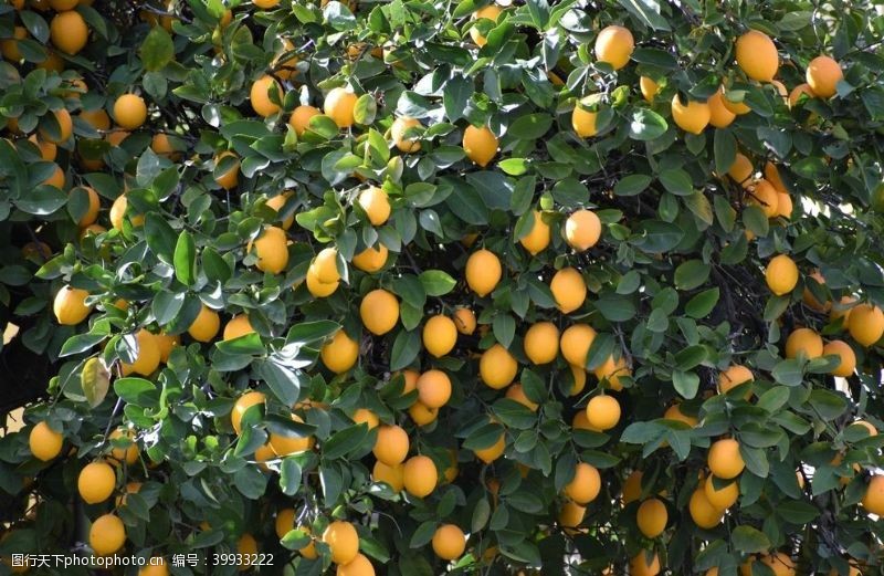 生态种植树枝上的柠檬图片